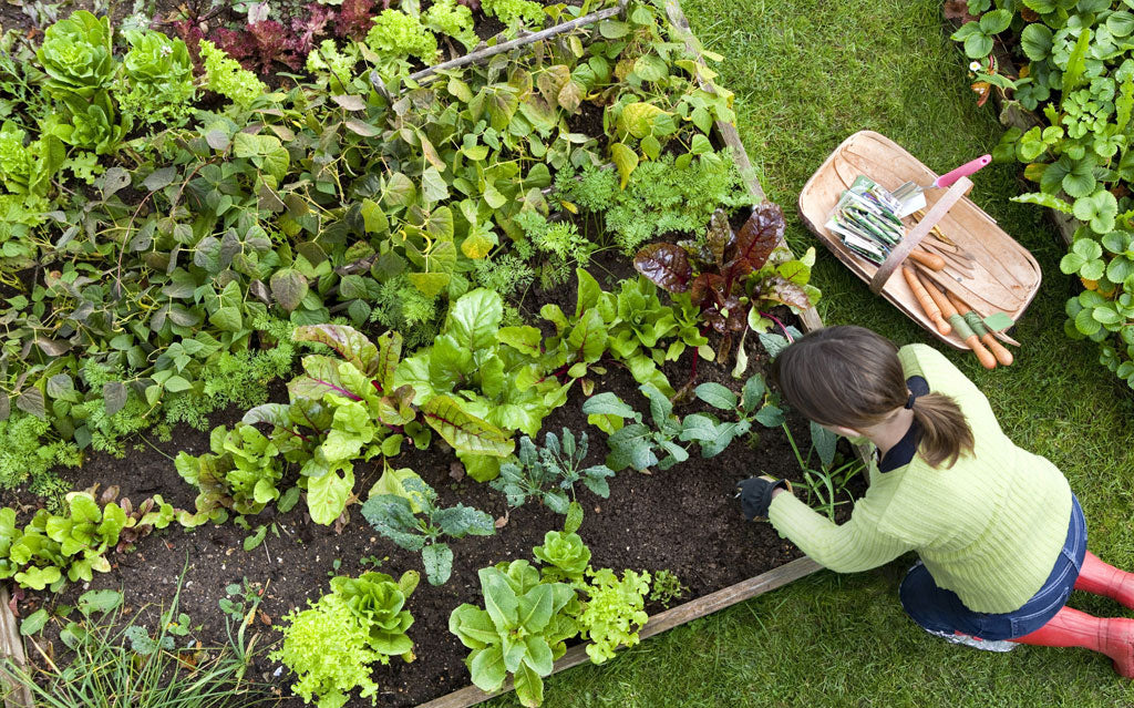 Spring, Succulents and Scorching Blooms