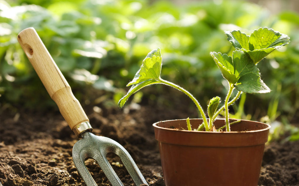 Join Me in Celebrating the Joy of Succulents!
